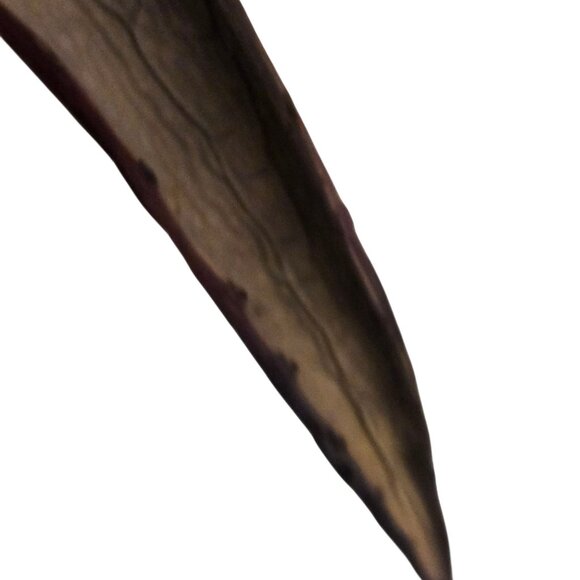 Handcrafted Agave Paho Stick RV Lovelace Spiritual Art Guardian Of Well Being - Picture 15 of 16